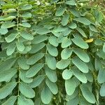 Robinia pseudoacacia叶