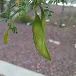 Parkinsonia florida Plod