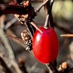 Berberis thunbergii Frukt