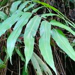 Thelypteris reticulata 葉