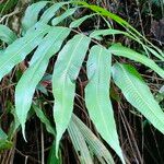 Thelypteris reticulata Лист