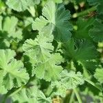 Pelargonium odoratissimum Lapas