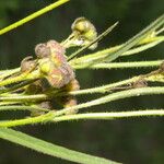 Sida linifolia Frucht