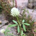 Trifolium alexandrinum Flor