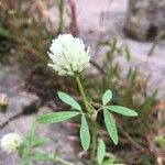 Trifolium alexandrinum 花