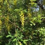 Laburnum anagyroidesFlor