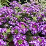 Verbena tenera Flower