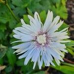 Stokesia laevis Flower