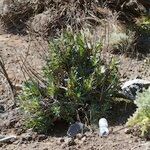 Echium thyrsiflorum Buveinė