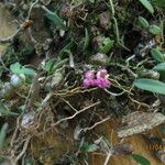 Bulbophyllum sanfordii Pokrój