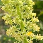 Reseda lutea Flower