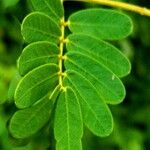 Libidibia ferrea Leaf