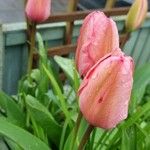 Tulipa agenensis Λουλούδι