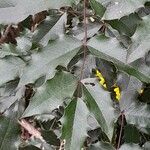 Berberis aquifolium Fuelha