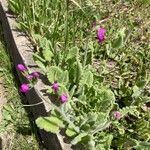 Primula sieboldii Hostoa