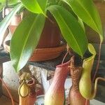 Nepenthes spp. Flower