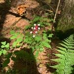 Actaea pachypoda Frutto