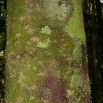 Abarema mataybifolia बार्क (छाल)