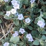 Ruellia patula Fiore