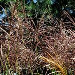 Miscanthus sinensis Fula
