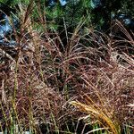 Miscanthus sinensis Blomma