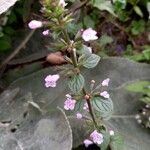 Clinopodium nepetaFlower