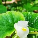 Begonia hirtella 花
