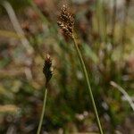 Carex lachenalii Corteza