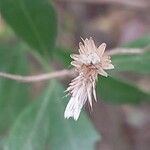 Baccharis halimifolia Blomst