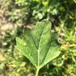 Chenopodium album Leaf