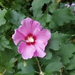 Hibiscus syriacusFlower