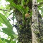 Bulbophyllum densum Habit