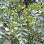 Gleditsia caspica Leaf