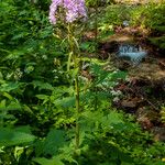 Lactuca alpina Blad