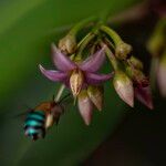 Ardisia elliptica Flower