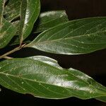 Nectandra membranacea Feuille