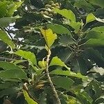 Magnolia champaca Leht