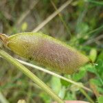 Lathyrus odoratusΦρούτο