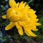 Chrysanthemum indicum 花