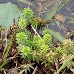 Rotala densiflora Fuelha