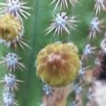 Cleistocactus spp. फूल