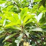 Terminalia myriocarpa Fruto