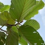 Dipterocarpus obtusifolius ഇല