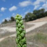 Adonis flammea Fruit