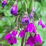 Primula matthioli Flower