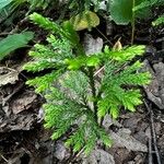 Lycopodium dendroideum Levél