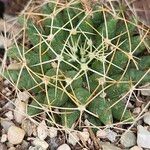 Mammillaria decipiens Foglia