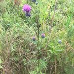 Cirsium muticum Plante entière