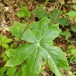 Podophyllum peltatum Lapas