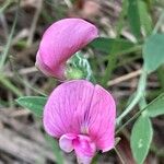 Lathyrus sylvestris Fleur